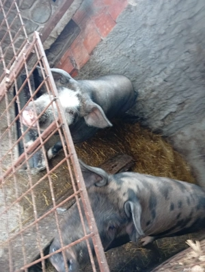 scroafă de tăiat de vanzare  - imagine 3