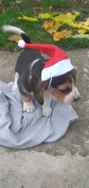 Catelus beagle in varsta de 8 saptamani - imagine 2