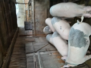 Vînd pori tineri crescuți bio  cu greutatea între 90---115.