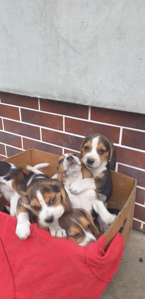 Catelus beagle in varsta de 8 saptamani - imagine 5
