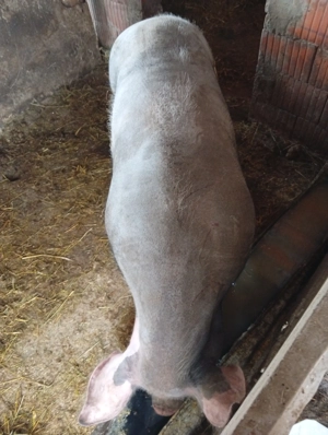 scroafă de tăiat de vanzare  - imagine 4