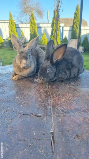 vând femeluțe rex  - imagine 3