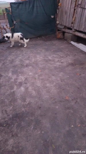 vând câine  - imagine 2