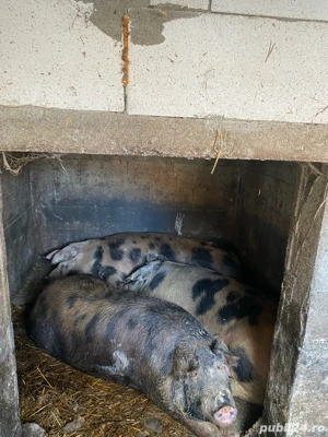 vand porci pentru taiat  