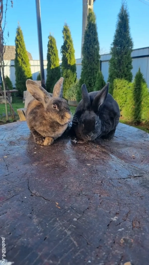 vând femeluțe rex  - imagine 4