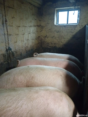 Vând porci  - imagine 3