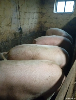 Vând porci  - imagine 2