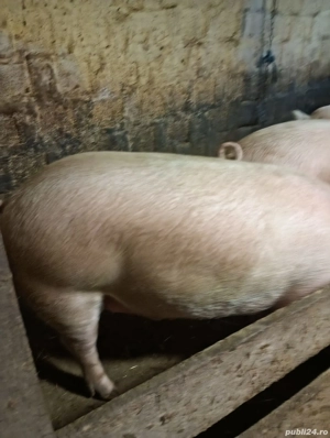 Vând porci  - imagine 4