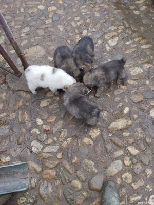 ciobanesti de vanzare  - imagine 2