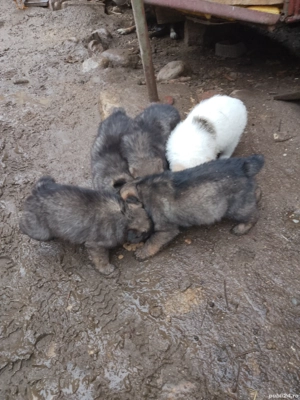 ciobanesti de vanzare 