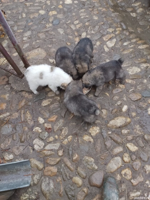 ciobanesti de vanzare  - imagine 2