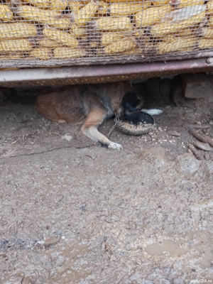 vand catei cionansti crescuti la oi parinti detsli la tel  - imagine 3