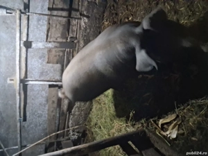 Vând porci - imagine 3