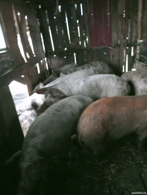 Porci de vanzare 13 lei kg - imagine 2