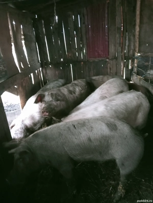 Porci de vanzare 13 lei kg - imagine 3