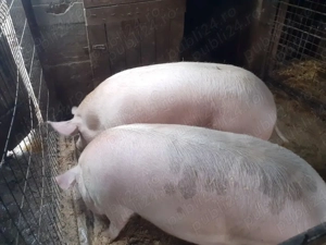 Vand porci crescuti natural