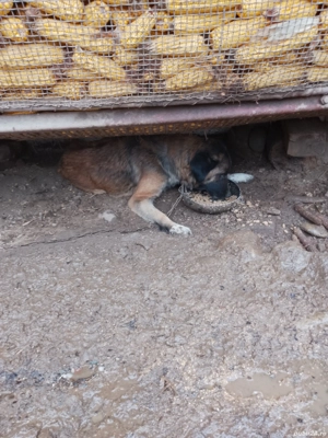 ciobanesti de vanzare  - imagine 3