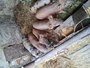 Vând porci - imagine 4