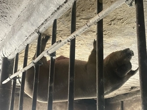 Porci de vanzare - imagine 3