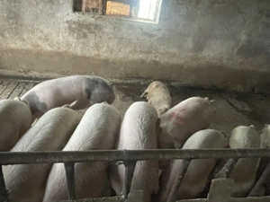 Porci de vanzare - imagine 4