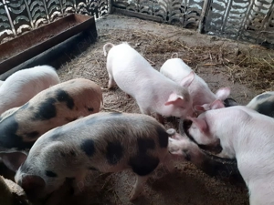 Vand purcei 2.5 luni 