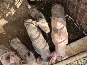 grăsuni intre 25-50 kg crescuti natural