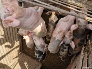 grăsuni intre 25-50 kg crescuti natural - imagine 5