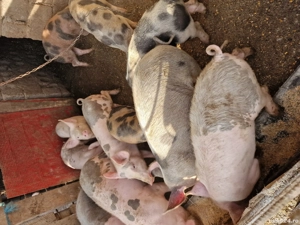 grăsuni intre 25-50 kg crescuti natural - imagine 4