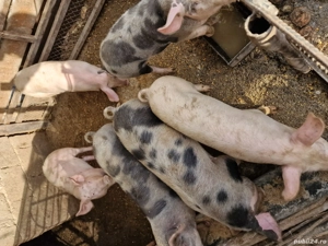 grăsuni intre 25-50 kg crescuti natural - imagine 3