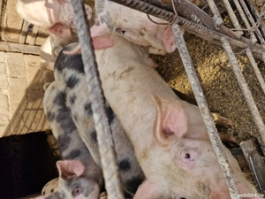 grăsuni intre 25-50 kg crescuti natural - imagine 2