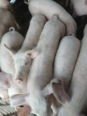 Vând suldani între 30 40dekg mai multe detali la telefon...................................... - imagine 2