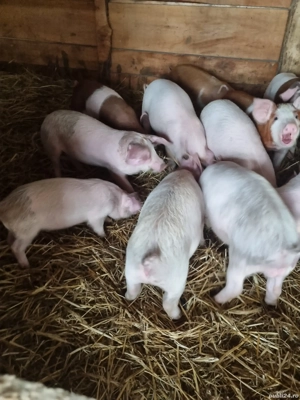  Purcei de vanzare  - imagine 2