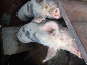 Porc de vânzare bio 