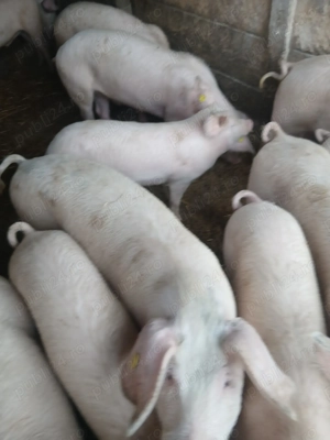 Vând suldani între 30 40dekg mai multe detali la telefon...................................... - imagine 3