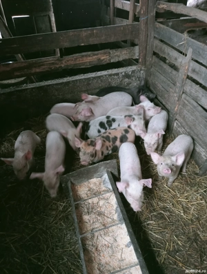 Purcei de vânzare  - imagine 2