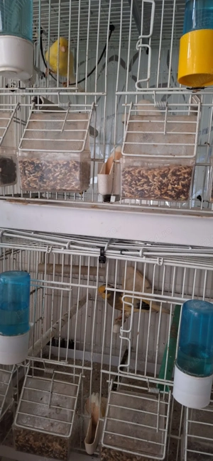 Vand 4 canari + 5 colivii - imagine 3