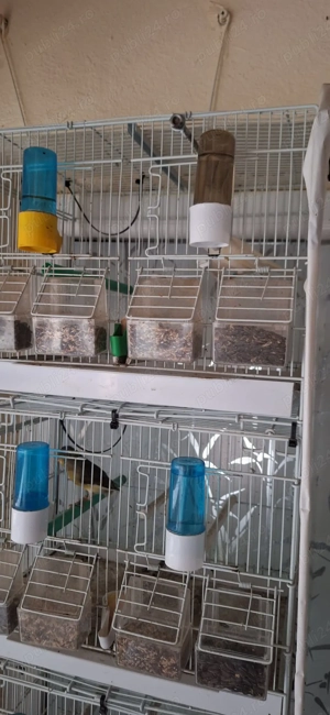 Vand 4 canari + 5 colivii - imagine 5