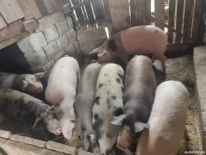  vand porci pentru sacrificat  - imagine 2