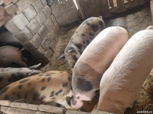  vand porci pentru sacrificat  - imagine 4