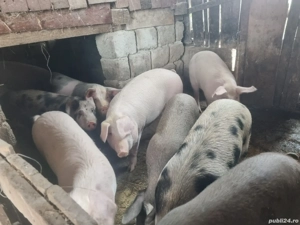  vand porci pentru sacrificat  - imagine 3