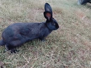 De vânzare 4 iepuri de anul acesta  - imagine 2