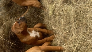 Boxer German de 3 luni 