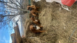 Boxer German de 3 luni  - imagine 2