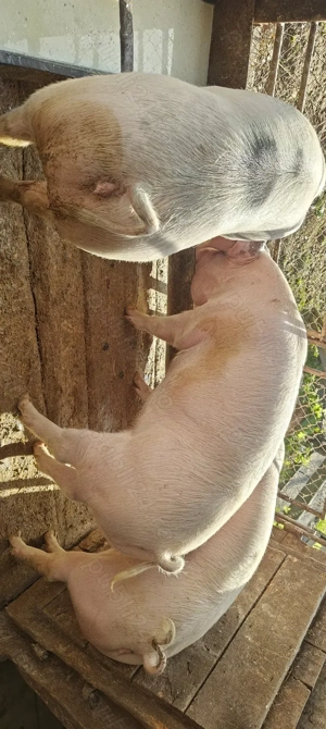 Van  porci - imagine 2