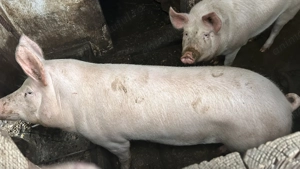 Vând porci marele alb - imagine 4