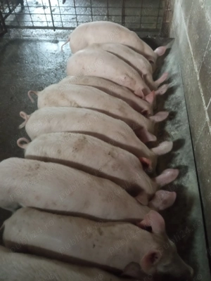 Purcei de vânzare  - imagine 3