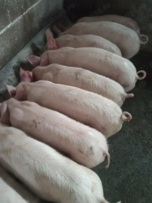 Purcei de vânzare  - imagine 4
