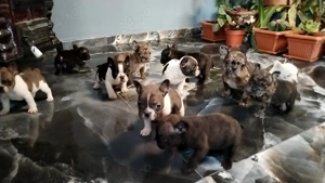 Buldog francez disponibili! - imagine 4