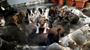 Buldog francez disponibili! - imagine 3