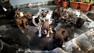 Buldog francez disponibili! - imagine 2